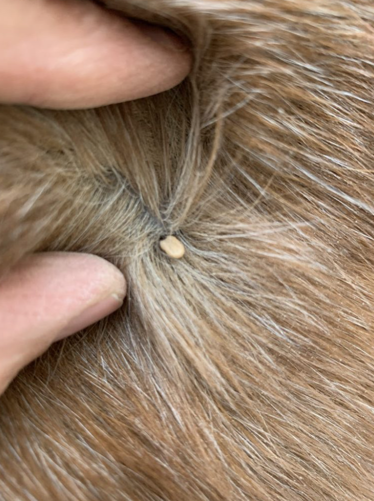 Trail Riding Season is Here – So are The Ticks!
